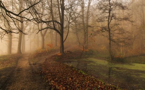 Wallpaper Sunlight Trees Landscape Forest Fall Leaves Water