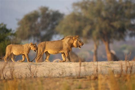 Mana Pools National Park wildlife location in Zimbabwe, Africa ...