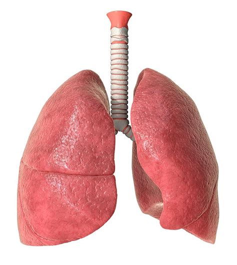 Human Lungs Photograph By Animated Healthcare Ltd Science Photo