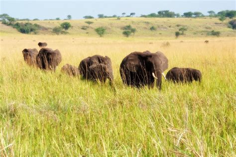 Unveiling Wonders: A 4-Day Wildlife Safari in Uganda