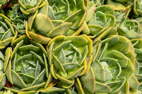 Premium Photo | Types of succulent plants in garden