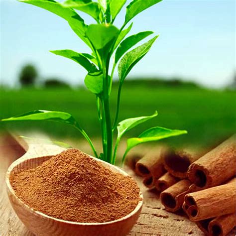 7 Surprising Ways To Use Cinnamon In The Garden Garden Benefits Of