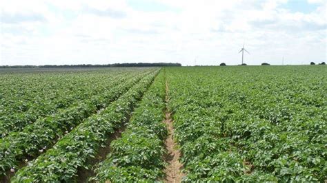 Pommes de terre fécule l aide couplée renforcée