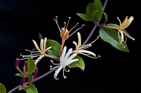 Summer Art Fine Art America In 2023 Honeysuckle Vine Honeysuckle