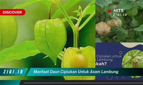 Temukan Manfaat Daun Ciplukan Untuk Asam Lambung Yang Bikin Kamu Penasaran