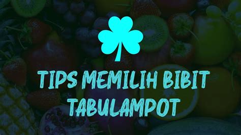 Tips Memilih Bibit Tabulampot YouTube