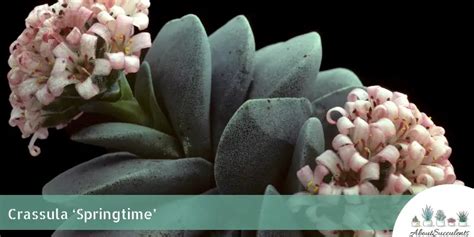 Crassula - Springtime - Grow, Care and Propagate - About Succulents