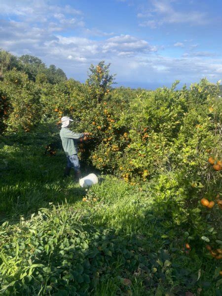 Récolte Dagrumes La Maison Du Curcuma