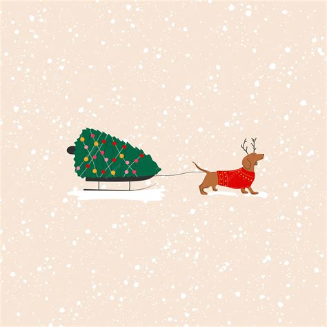 Premium Vector Dachshund Dog Pulls A Christmas Tree On A Sleigh