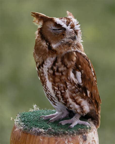 Eastern Screech Owl Red