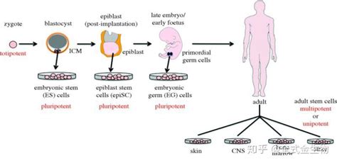 【干细胞原创系列一】干货！如何培养人多能干细胞 知乎