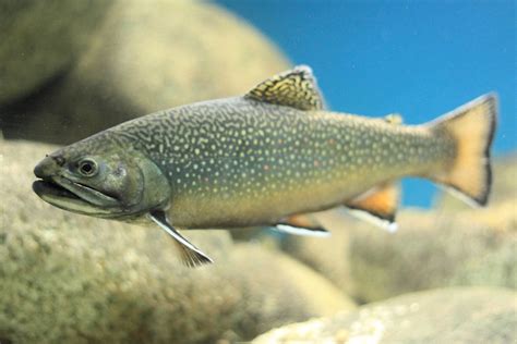 Brook Trout - Freshwater FIsh - South Carolina Aquarium