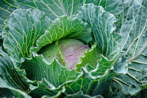 Red Cabbage Growing