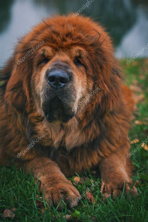 red tibetan mastiff dog stock photo  gorlov