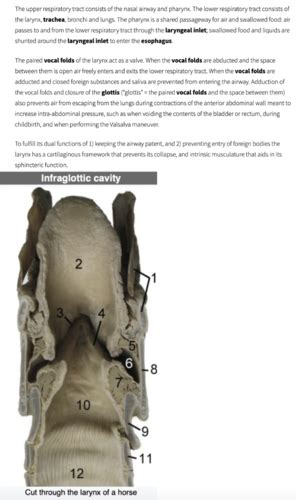 Larynx Laryngopharynx Swallowing Flashcards Quizlet