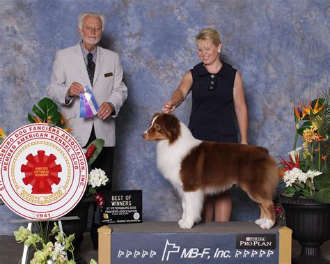 Flame – Lake Michigan Australian Shepherds