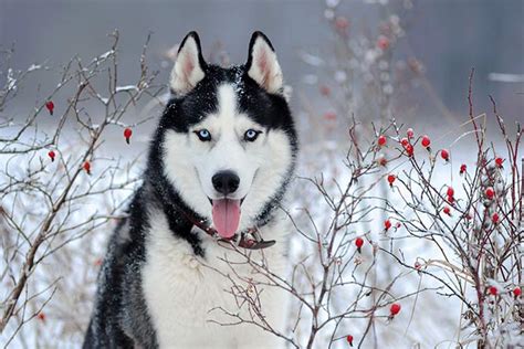 シベリアンハスキーの魅力！性格や寿命、歴史をご紹介♪ 犬との暮らし大百科