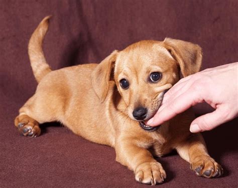 Canine Muzzle Grasp Ethology Institute Cambridge