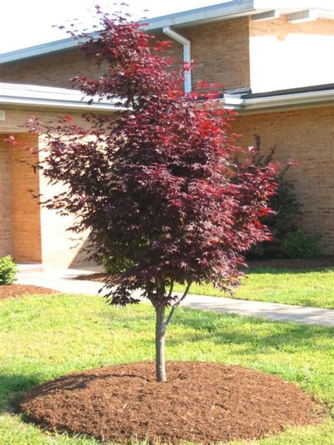 Червенолистен японски клен / Acer palmatum “Atropurpureum”