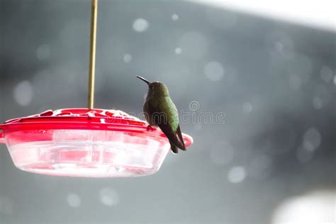 Hummingbird on Feeder in Winter Stock Image - Image of feeder, wild ...