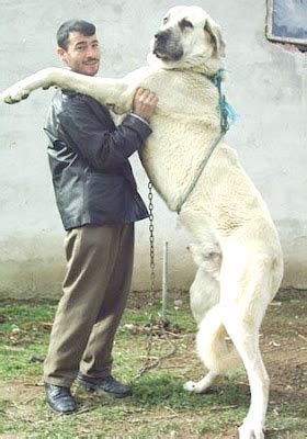 Alpha Canines: KURDISH KANGAL