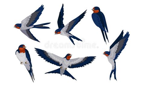 Swift Barn Swallow With Spread Wings In Flying Pose And Sitting On Tree