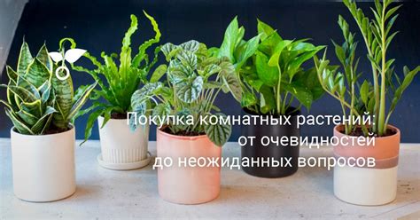 Покупка комнатных растений: от очевидностей до неожиданных вопросов ...