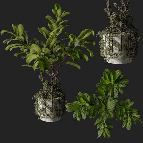 Plant Indoor Plants Models BlenderKit