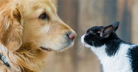 Cuáles Son Las Razas De Perros Que Se Llevan Mejor Con Los Gatos