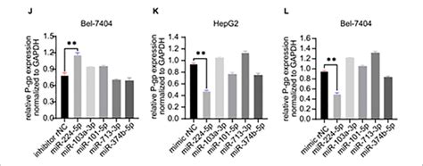 A L MiR 224 5p Directly Regulated The ABCB1 MRNA And Further