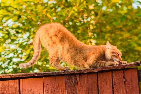 Black Cat On The Fence Stock Photo Image Of Balancing