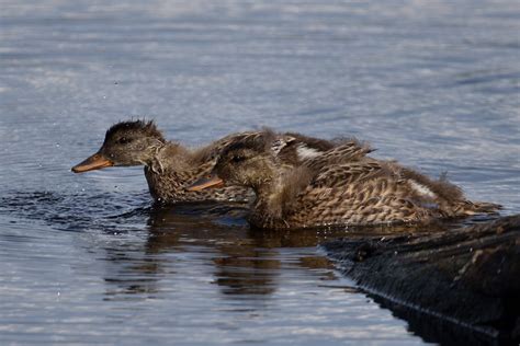 Jeune Canard Prise à Chandler Pascal Roussy Flickr