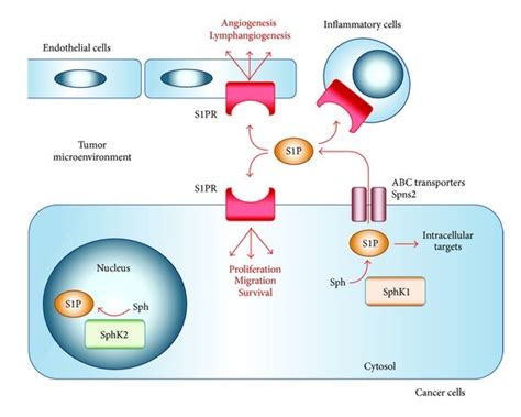 Inside Out Signaling Of Sphingosine 1 Phosphate S1P S1P Is