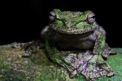 Shaman Fringe Limbed Tree Frog From Yatama Ecolodge And Reserve On July