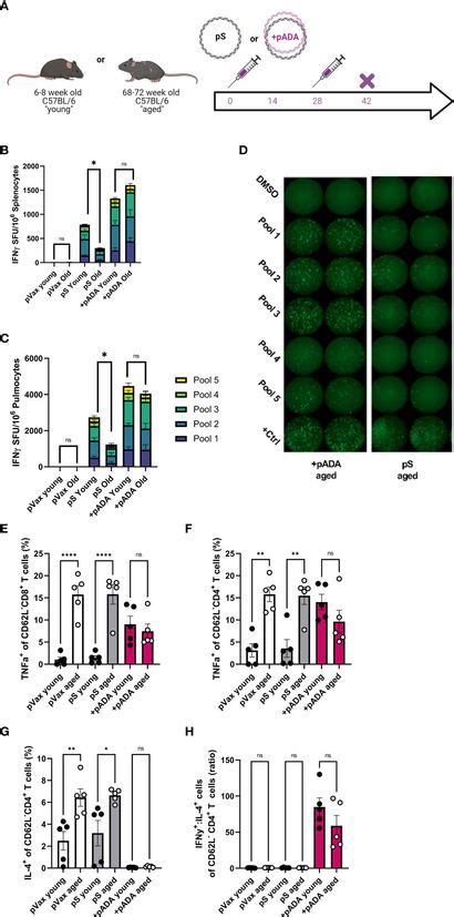 Frontiers Adenosine Deaminase Augments Sars Cov Specific Cellular