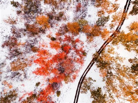 Estrada Na Floresta De Outono Ap S A Queda De Neve Rvores Amarelas E