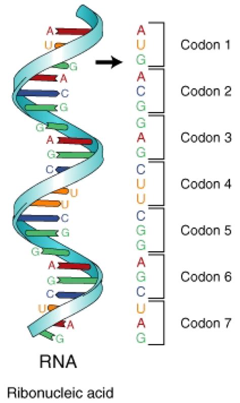 Codons Anticodons Amino Acids Maxwell S Principles Of Biology