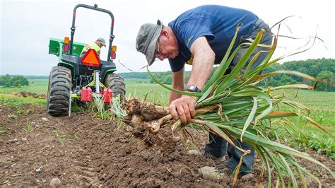 Undercutter Saves Time Effort Harvesting Your Root Crop Youtube