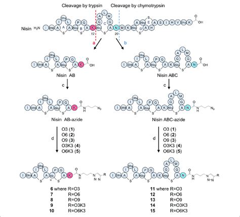 Nisin Digestion And Semi Synthesis Of Nisin AB And Nisin ABC