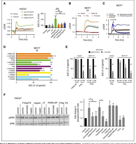 Figure 1 From Matriptase Activation Connects Tissue Factor Dependent