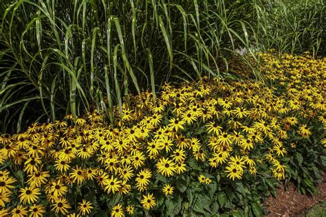 Native Plants That Thrive In Clay Soil