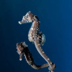 Seahorse breeding programme - Anglesey Sea Zoo