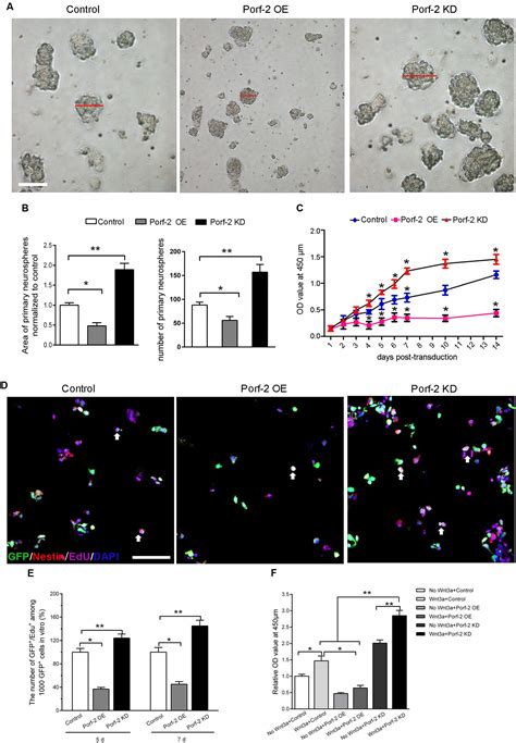 Frontiers Rac1 Guides Porf 2 To Wnt Pathway To Mediate Neural Stem