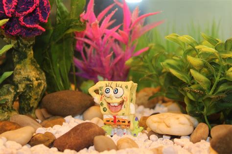 Download Spongebob Aquarium Decoration Wallpaper | Wallpapers.com