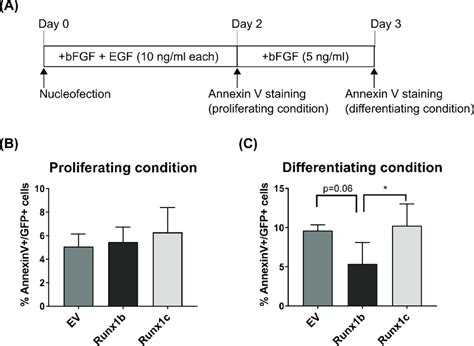 Effect Of Runx1 Overexpression On NPC Survival In Proliferating And