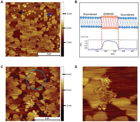 Cholesterol Rich Naked Mole Rat Brain Lipid Membranes Are Susceptible