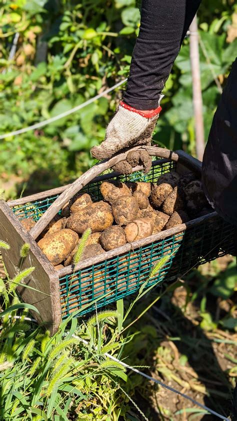 Potato Harvest 2020 - Brooklyn Farm Girl