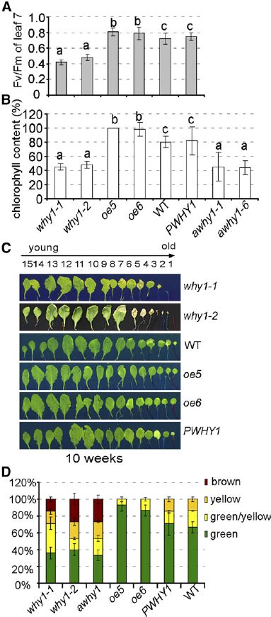 Senescence Phenotype Of Wild Type And Why1 Mutant Plants A And B F V