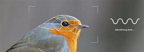 Умная кормушка для птиц Bird Buddy раскрыла пользователю, что птицы ...