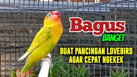 SUARA BURUNG LOVEBIRD NGEKEK PANJANG FIGHTER BAGUS BANGET BUAT